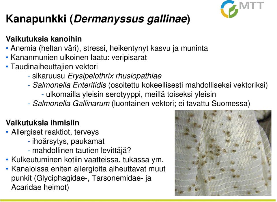 serotyyppi, meillä toiseksi yleisin - Salmonella Gallinarum (luontainen vektori; ei tavattu Suomessa) Vaikutuksia ihmisiin Allergiset reaktiot, terveys - ihoärsytys,