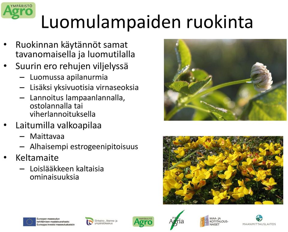 Lannoitus lampaanlannalla, ostolannalla tai viherlannoituksella Laitumilla