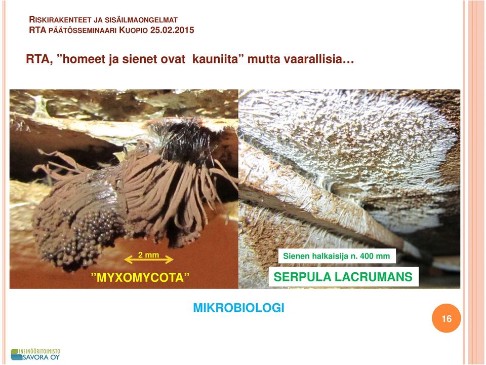Sienen halkaisija n.