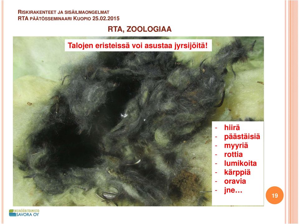 - hiirä - päästäisiä - myyriä -