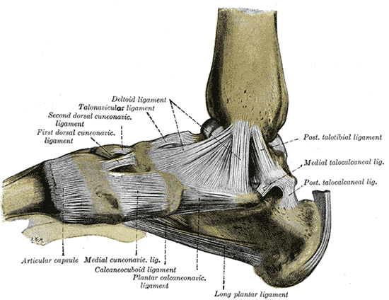 Luut: I. 3 1.Tibia = sääriluu 2.Fibula = pohjeluu 3.Talus = telaluu 4.