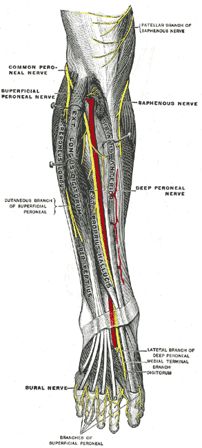 1. Patellar branch of saphenous nerve = polvenalueelle haarautuva pinnallinen hermo 2. Common peroneal nerve = yhteinen pohjehermo 3.