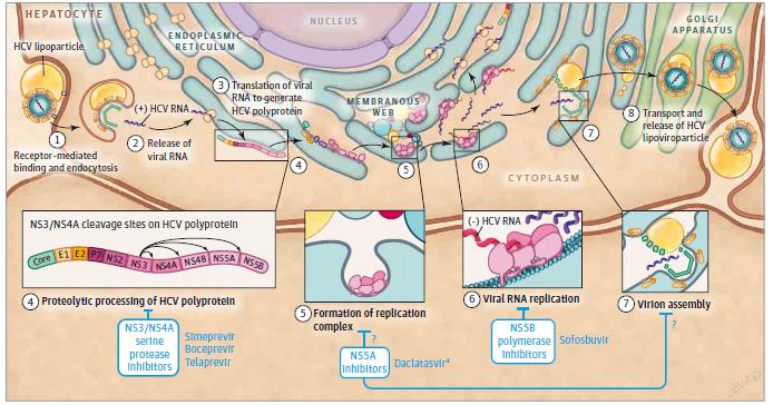 HCV:n polyproteiini ja kohteet lääkekehitykselle Previiri Asunapreviiri Paritapreviiri/r Simepreviiri Gratzopreviiri Voxilapreviiri Glecapreviiri Asviiri
