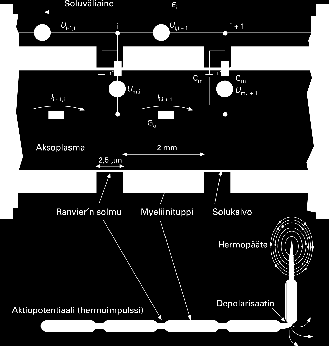 Myeliinipeitteisen aksonin sähköinen malli SENN (Spatially