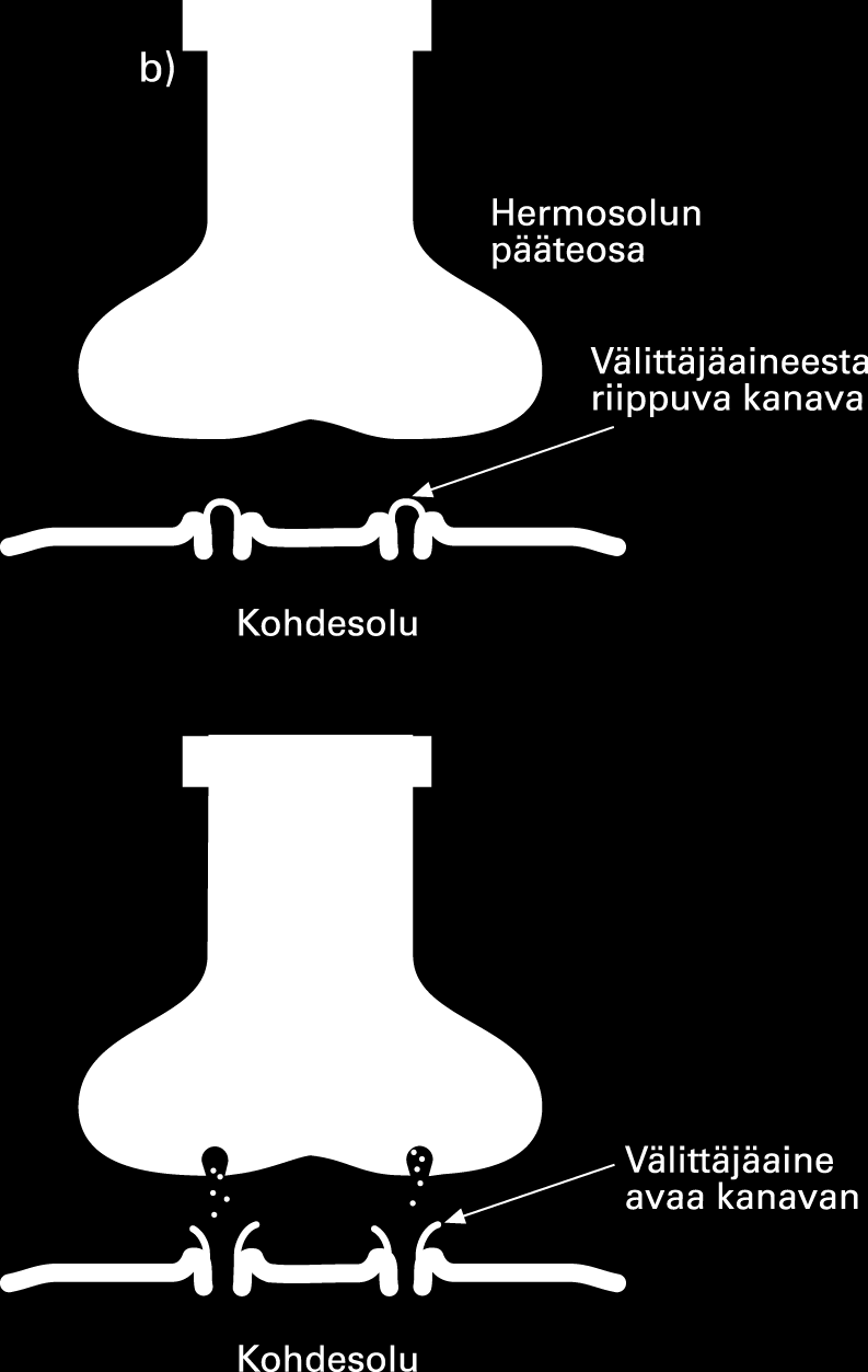 Synapsin toiminta Synapsit liittävät hermosolut toisiinsa, aistinsoluihin ja kehon ääreisosien pääteelimiin.