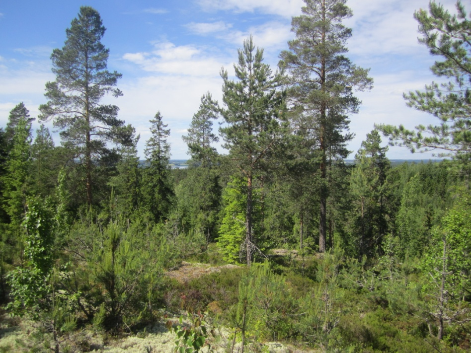 4.8. Mänttä-Vilppula Mänttä-Vilppulan kunnan alueella kartoitettiin seitsemän jatkotutkimuksiin rajattua kallioaluetta.