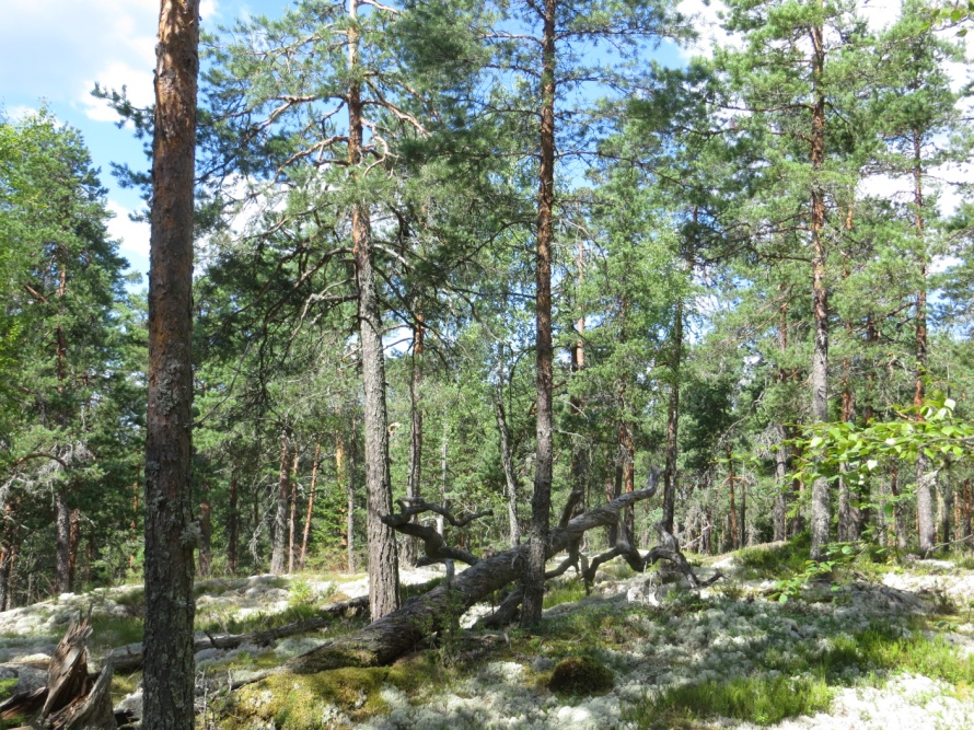 Taulukko 17. Luonto- ja maisemakartoitusten tulokset, Tampere 63 65 66 67 68 69 63 65 Rajauksen ulkopuolelle jätettiin lammen suojavyöhyke (100 m) ja jyrkänne.