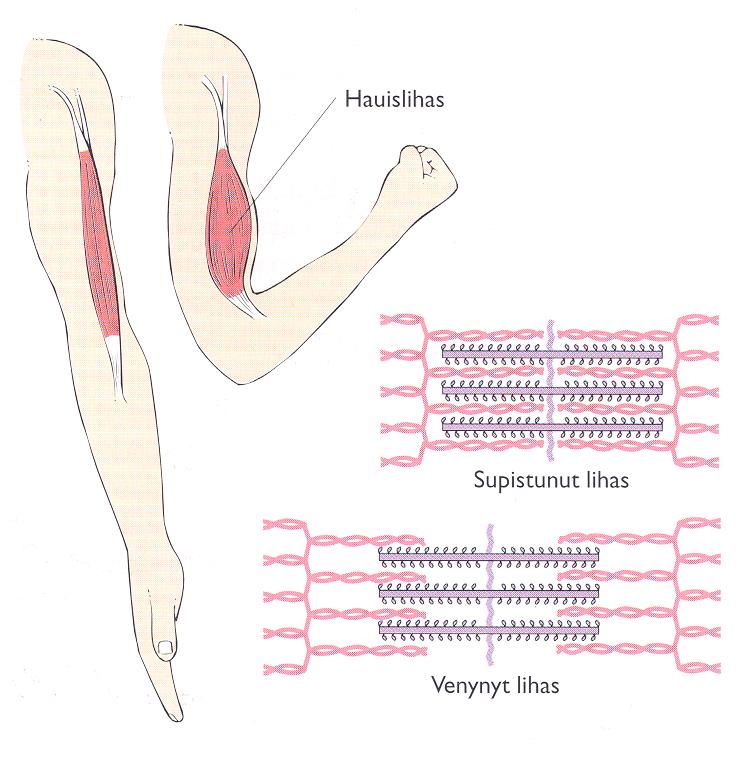 - lihassupistuksessa aktiini- ja myosiinifilamentit eivät
