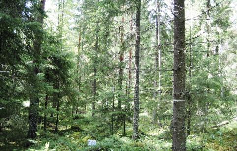 Erirakenteisena kasvatettua metsää, jossa puuston pohjapinta-ala on 20m2/ha.