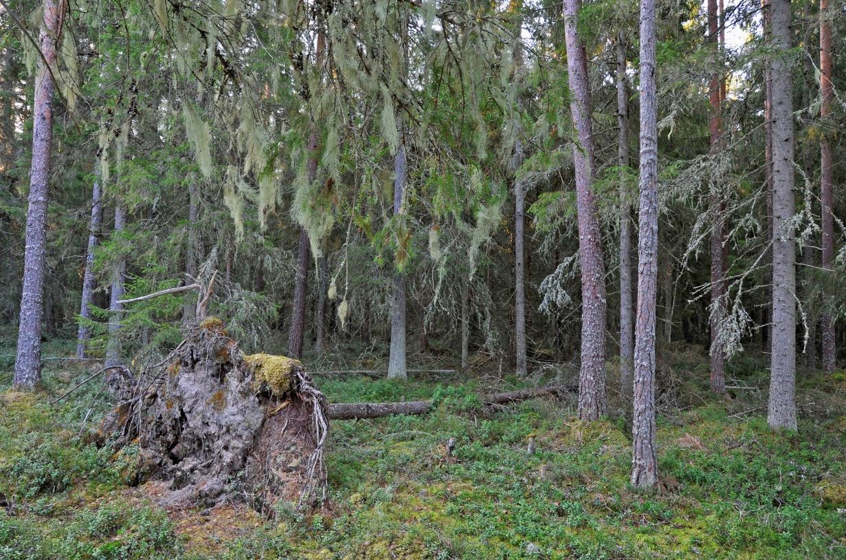 Kuukkelireviirin ydinalue Säilytetään: METSO:n