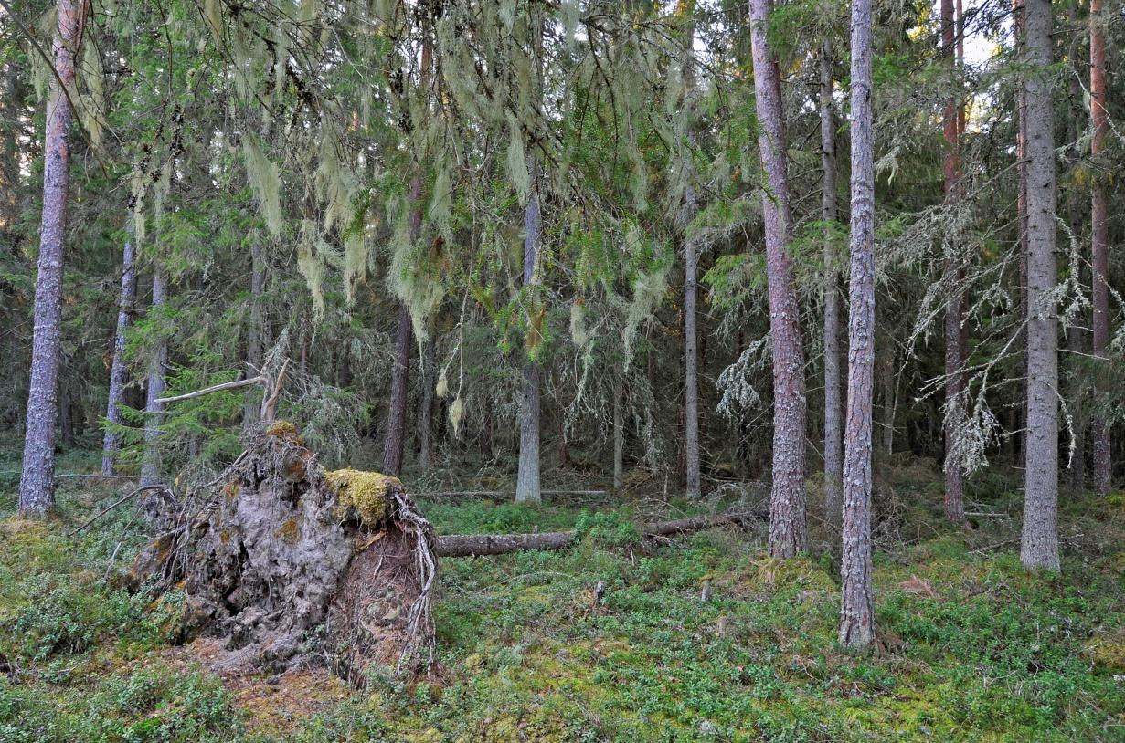 Kuukkelireviirin ydinalue Säilytetään: METSO:n