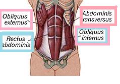 14 Kuvio 1. Psoas major ja Quadratus lumborum (Charles Inniss) Kuvio 2.