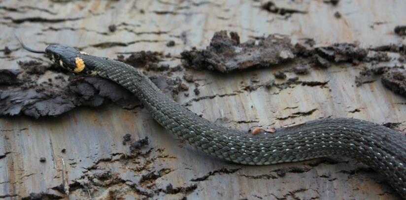 Life+ Biodiversiteettihanke Esittelyhanke, mikä maanomistajalähtöisellä toimintamallilla edistää kosteikkoluonnon monimuotoisuutta ja kosteikkojen lukumäärää maa- ja metsätalousalueilla, missä suuri