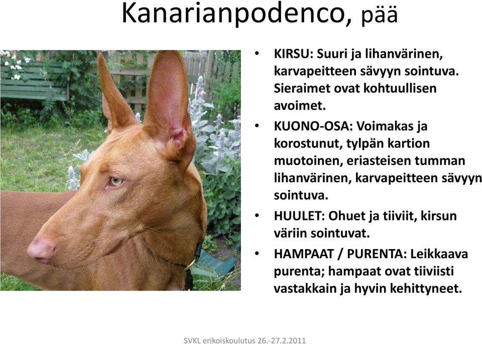 KUONO OSA: Voimakas ja korostunut, tylpän kartion muotoinen, eriasteisen tumman lihanvärinen,