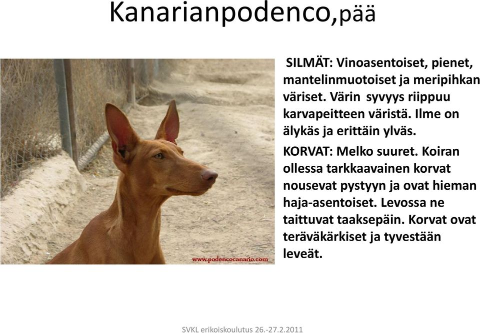 KORVAT: Melko suuret.