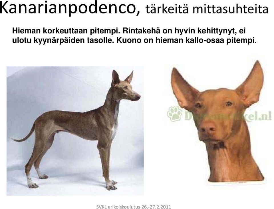 Rintakehä on hyvin kehittynyt, ei ulotu