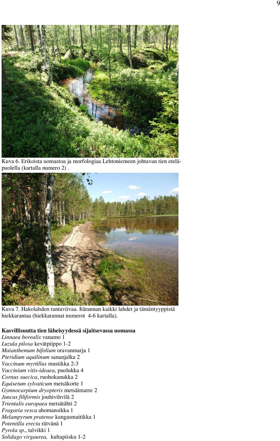 Kasvillisuutta tien läheisyydessä sijaitsevassa uomassa Linnaea borealis vanamo 1 Luzula pilosa kevätpiippo 1-2 Maianthemum bifolium oravanmarja 1 Pteridium aquilinum sananjalka 2 Vaccinum myrtillus