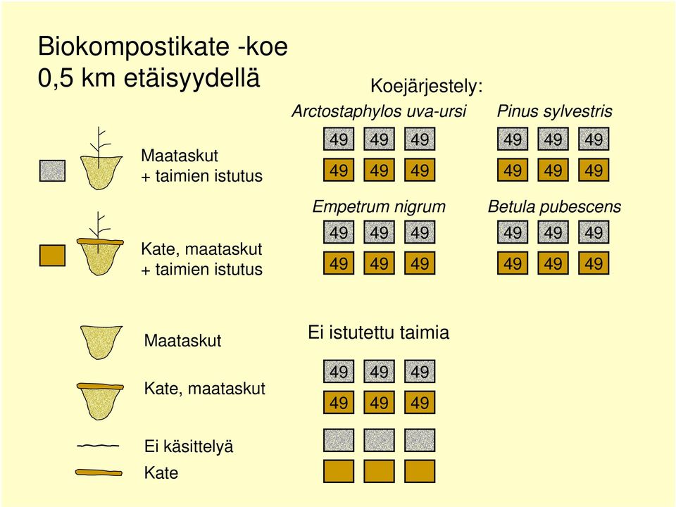 maataskut + taimien istutus Empetrum nigrum 49 49 49 49 49 49 Betula pubescens 49 49