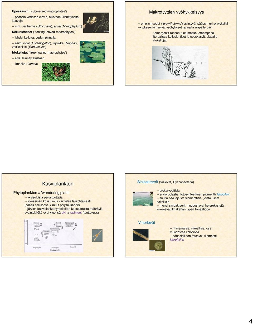 vidat (Potamogeton), ulpukka (Nuphar), vesileinikki (Ranunculus) Irtokellujat ( free-floating macrophytes ) -- eivät kiinnity alustaan -- limaska (Lemna) Makrofyyttien vyöhykkeisyys -- eri elinmuodot