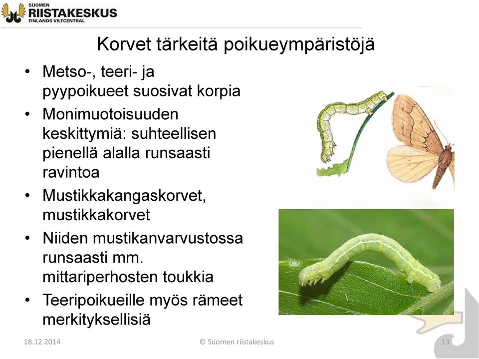 Mustikkakangaskorvet, mustikkakorvet Niiden mustikanvarvustossa runsaasti mm.