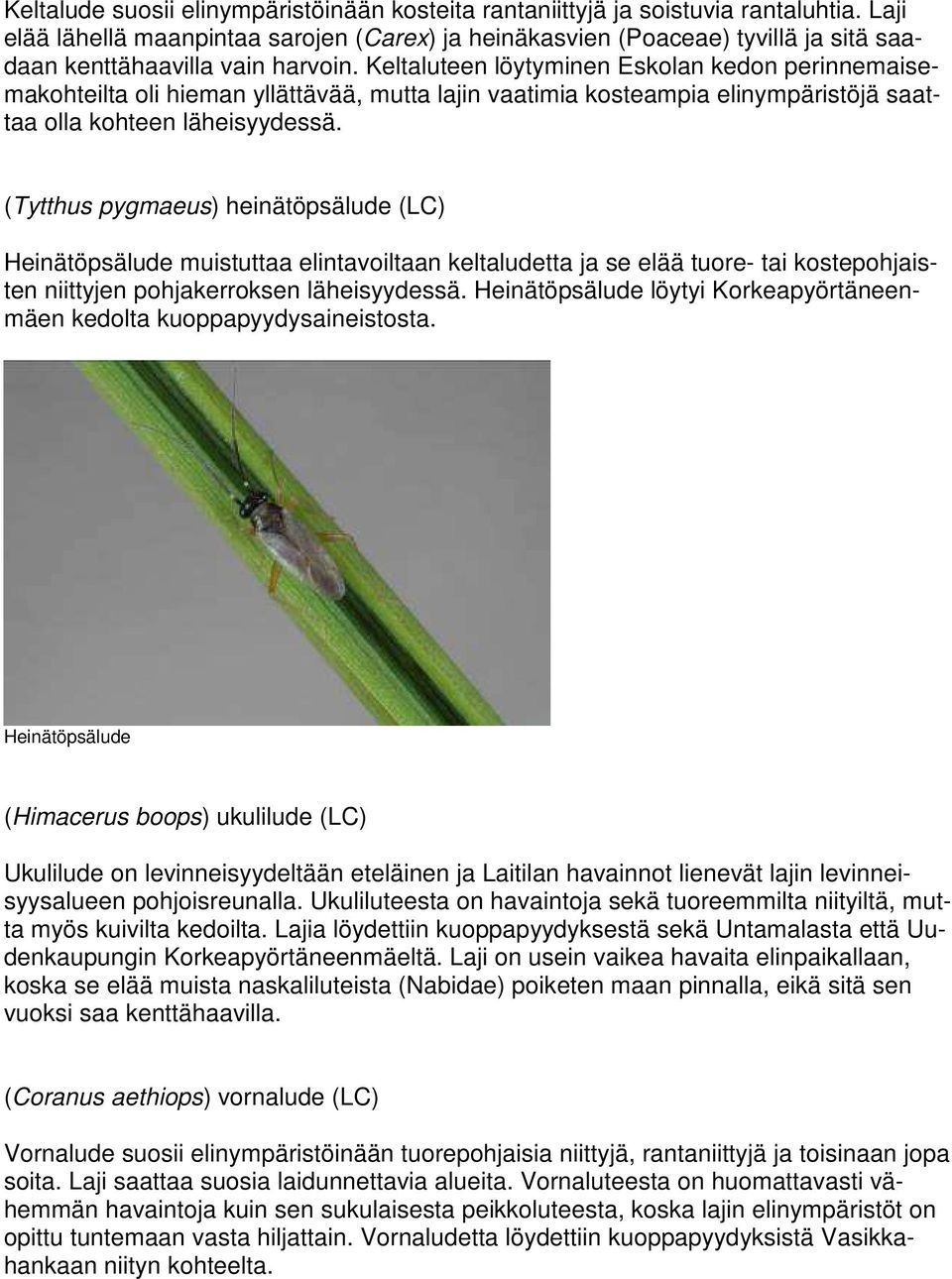 Keltaluteen löytyminen Eskolan kedon perinnemaisemakohteilta oli hieman yllättävää, mutta lajin vaatimia kosteampia elinympäristöjä saattaa olla kohteen läheisyydessä.