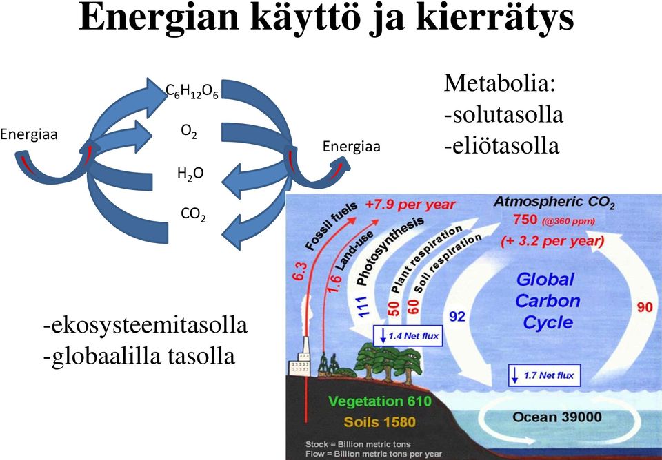 Metabolia: -solutasolla -eliötasolla