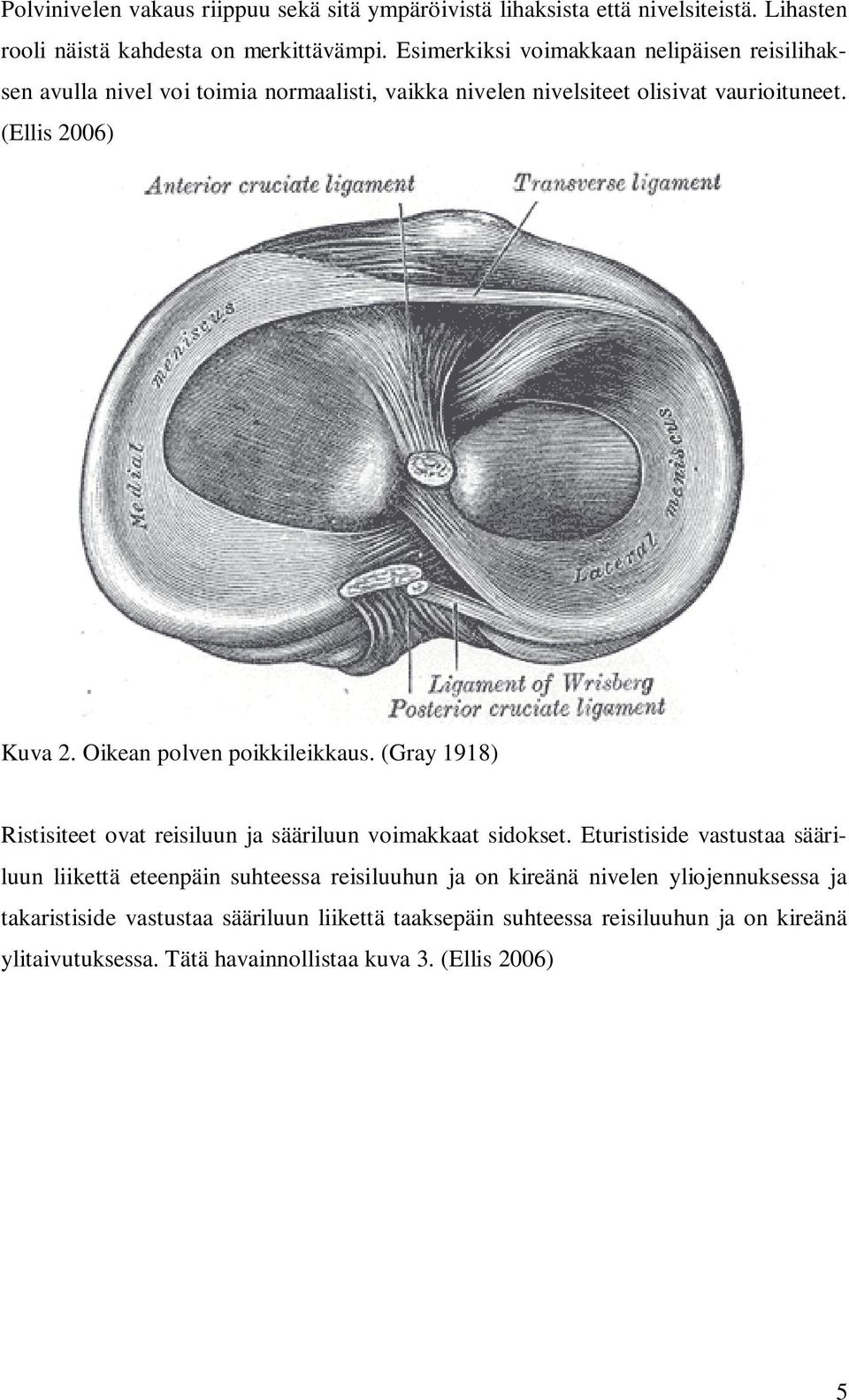 Oikean polven poikkileikkaus. (Gray 1918) Ristisiteet ovat reisiluun ja sääriluun voimakkaat sidokset.