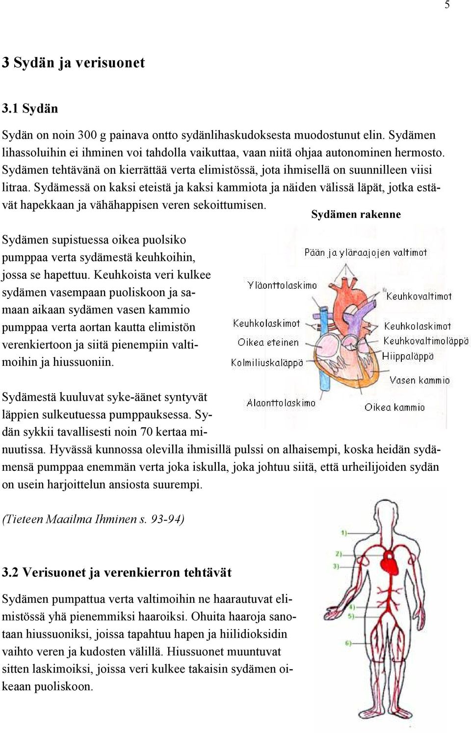 Sydämessä on kaksi eteistä ja kaksi kammiota ja näiden välissä läpät, jotka estävät hapekkaan ja vähähappisen veren sekoittumisen.