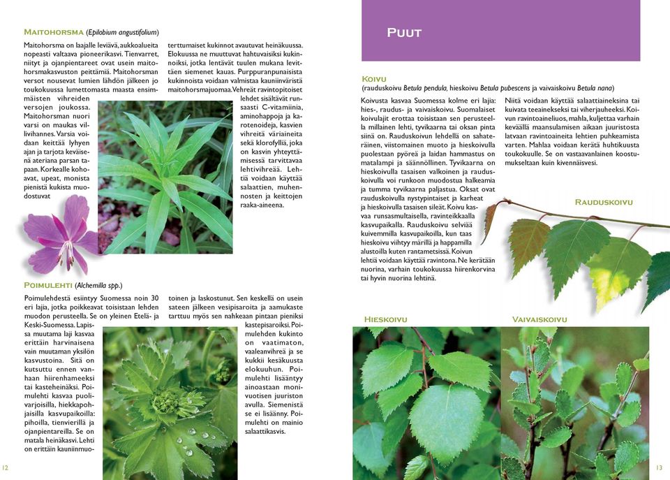 Varsia voidaan keittää lyhyen ajan ja tarjota keväisenä ateriana parsan tapaan. Korkealle kohoavat, upeat, monista pienistä kukista muodostuvat Poimulehti (Alchemilla spp.