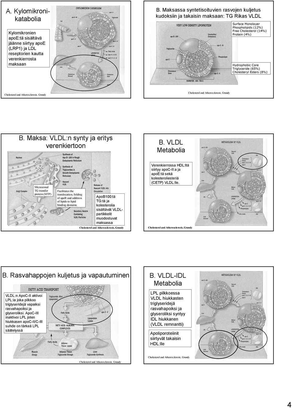 Cholesteryl Esters (8%) B. Maksa: VLDL:n synty ja eritys verenkiertoon B.