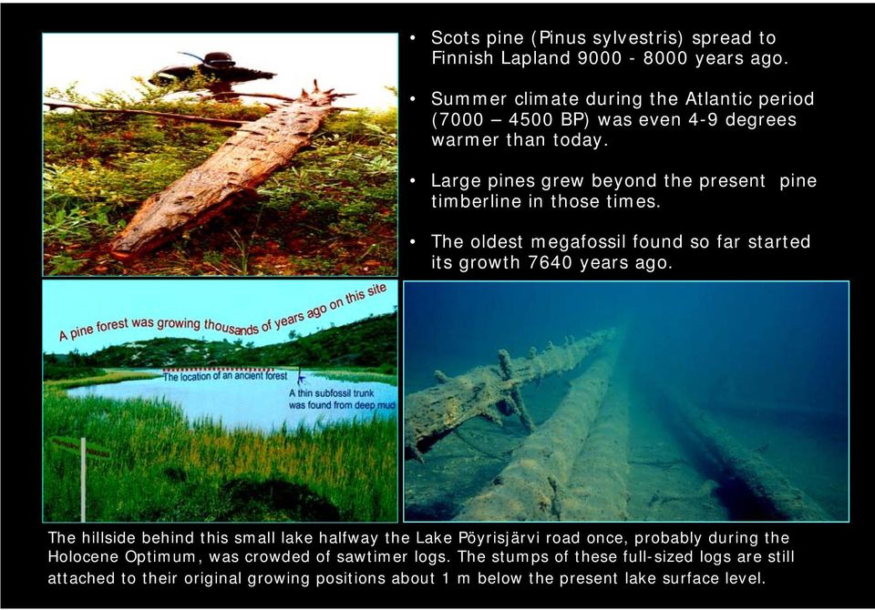 Large pines grew beyond the present pine timberline in those times. The oldest megafossil found so far started its growth 7640 years ago.