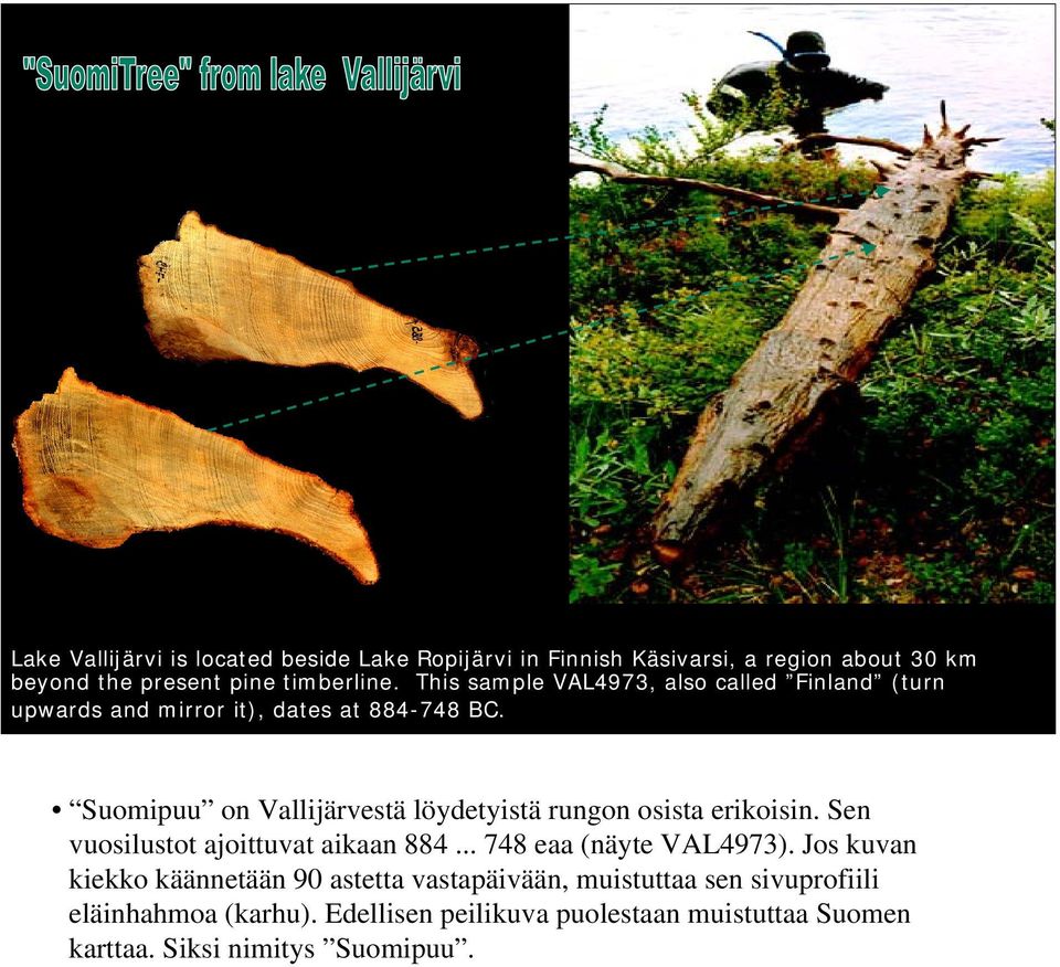 Suomipuu on Vallijärvestä löydetyistä rungon osista erikoisin. Sen vuosilustot ajoittuvat aikaan 884... 748 eaa (näyte VAL4973).
