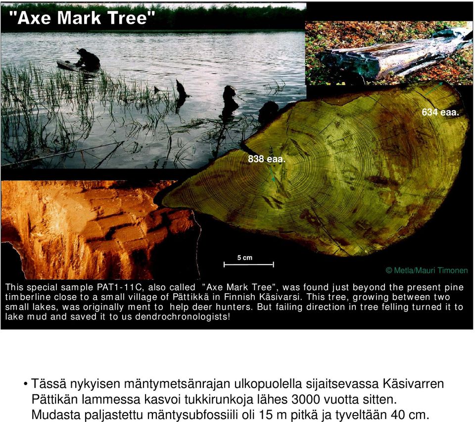 village of Pättikkä in Finnish Käsivarsi. This tree, growing between two small lakes, was originally ment to help deer hunters.