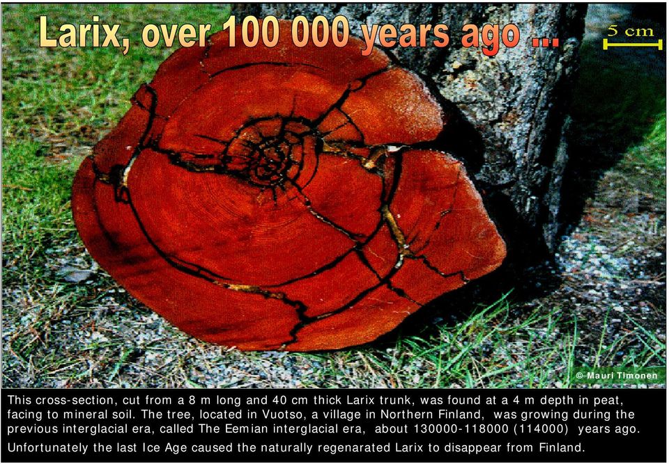 The tree, located in Vuotso, a village in Northern Finland, was growing during the previous interglacial