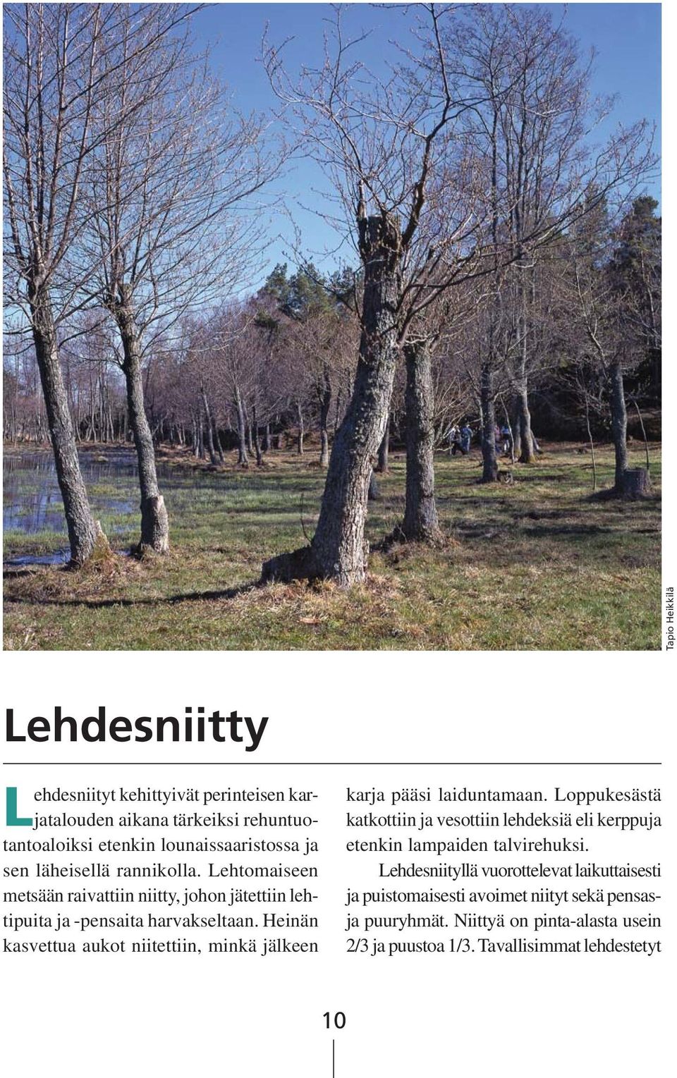 Heinän kasvettua aukot niitettiin, minkä jälkeen karja pääsi laiduntamaan.