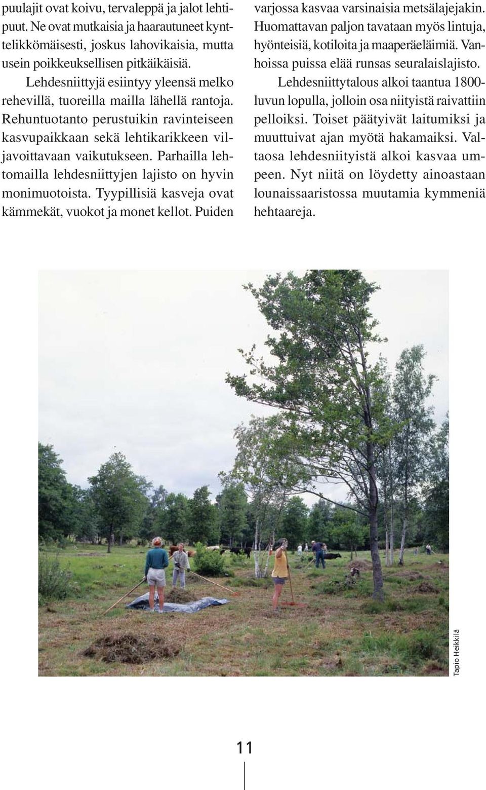 Parhailla lehtomailla lehdesniittyjen lajisto on hyvin monimuotoista. Tyypillisiä kasveja ovat kämmekät, vuokot ja monet kellot. Puiden varjossa kasvaa varsinaisia metsälajejakin.
