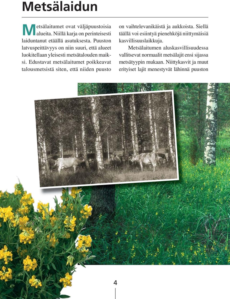 Edustavat metsälaitumet poikkeavat talousmetsistä siten, että niiden puusto on vaihtelevanikäistä ja aukkoista.