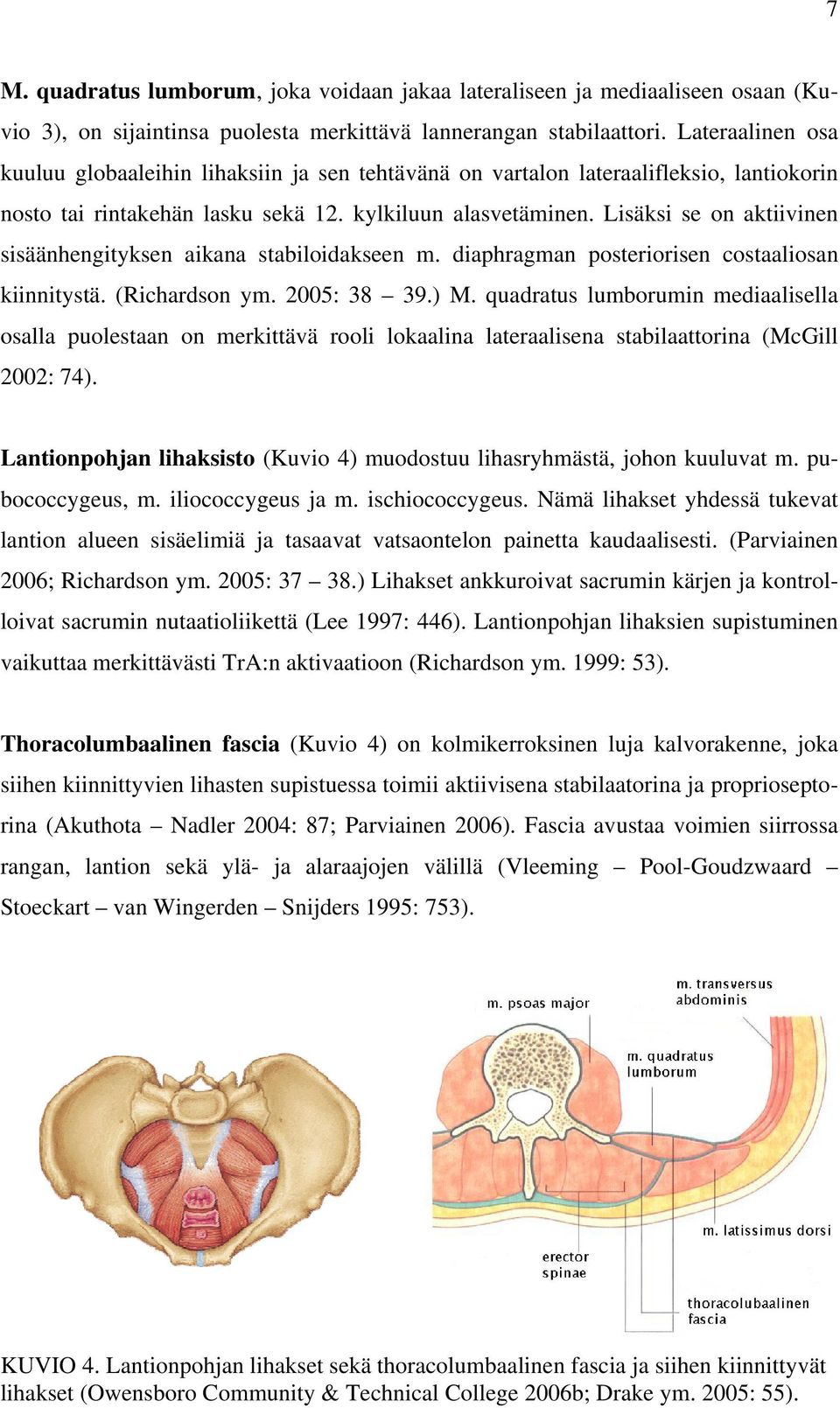 Lisäksi se on aktiivinen sisäänhengityksen aikana stabiloidakseen m. diaphragman posteriorisen costaaliosan kiinnitystä. (Richardson ym. 2005: 38 39.) M.