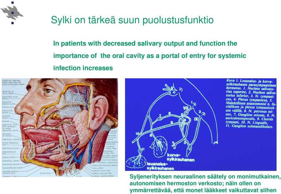 infection increases Syljenerityksen neuraalinen säätely on monimutkainen,