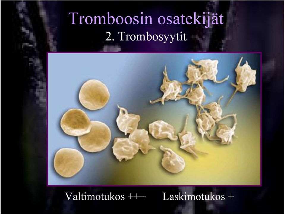Trombosyytit