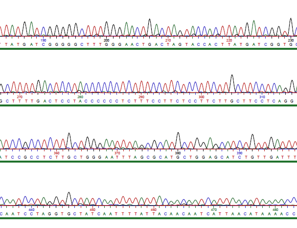 DNA viivakoodaus 4. Tuotteen sekvensointi Sanger sekvensoinnin avulla (pystytään sekvensoimaan n.