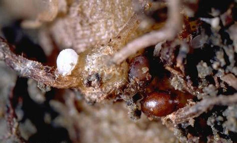 Heterodera schachtii muodostaa kystia juurikkaan juuriin (Courtesy P. A. Roberts and I. J.