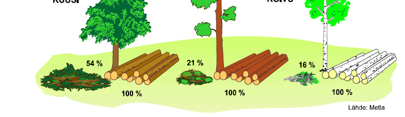 Hiilitaseet metsässä?