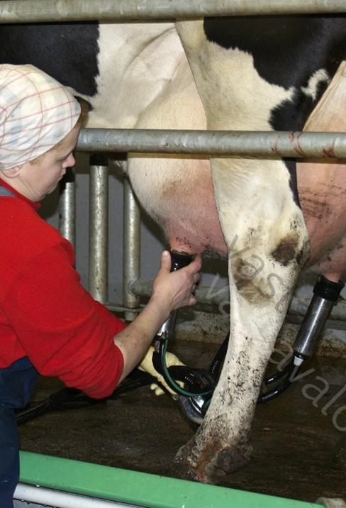 utaretulehdus) antibioottimaito Vähäinen syy: - Tankin pesu vie maitoa 1-1,5 l päivässä tilaa kohden Hyvin