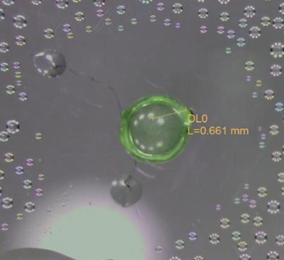 O O O O Alla: toksiinimolekyylejä OH OH O O OH OH O O O O O O Oik.: Hylkimisreaktio petrimaljan sisäkanteen leijuneen, hydrofobisen P. expansum toksiinipisaran (660 nm vihr.