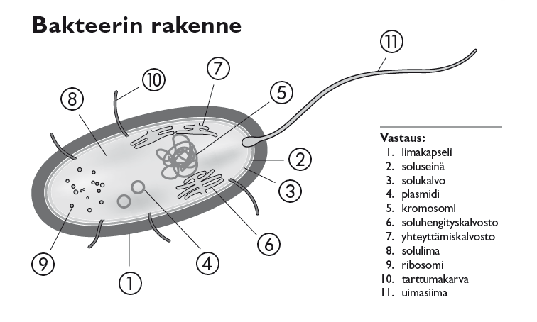 vain yksi kromosomi, lisäksi plasmideja (DNA-renkaita) ei tumaa, solulimakalvostoa eikä