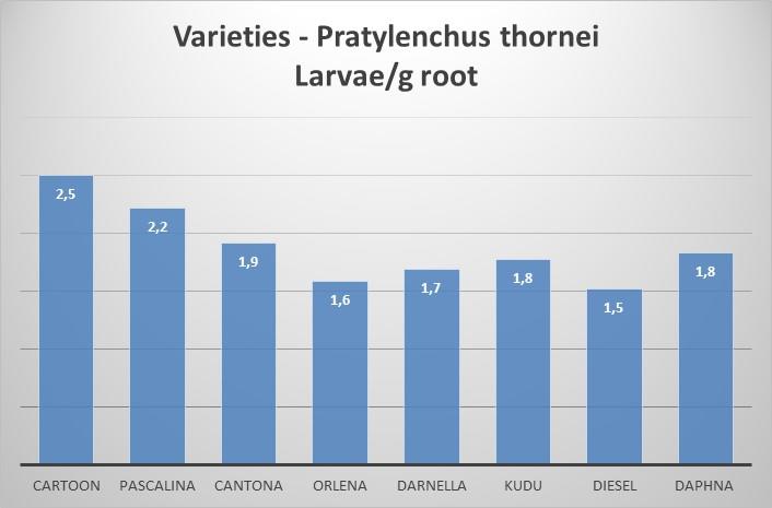 Lajikkeiden juurilaikkuankeroisten sietokyky Koe kasvihuoneessa P=0,0463 Kuvassa on esitetty,