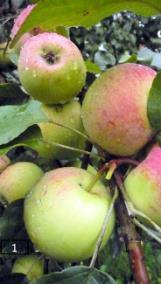 6. Joyce, III(IV) Joyce (kuva 11) on vuonna 1898 Kanadassa Ottawan keskuskoelaitoksella McIntosh omenapuun siemenestä kylvetty lajike.