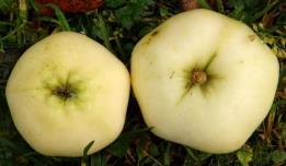 matala. Pohjaväriltään omena on vaaleankeltainen ja sen auringonpuoleisessa kyljessä on vaalean- tai karmiininpunaisia juovia. Hienorakenteinen malto on mehevää, mureaa ja tiivistä.