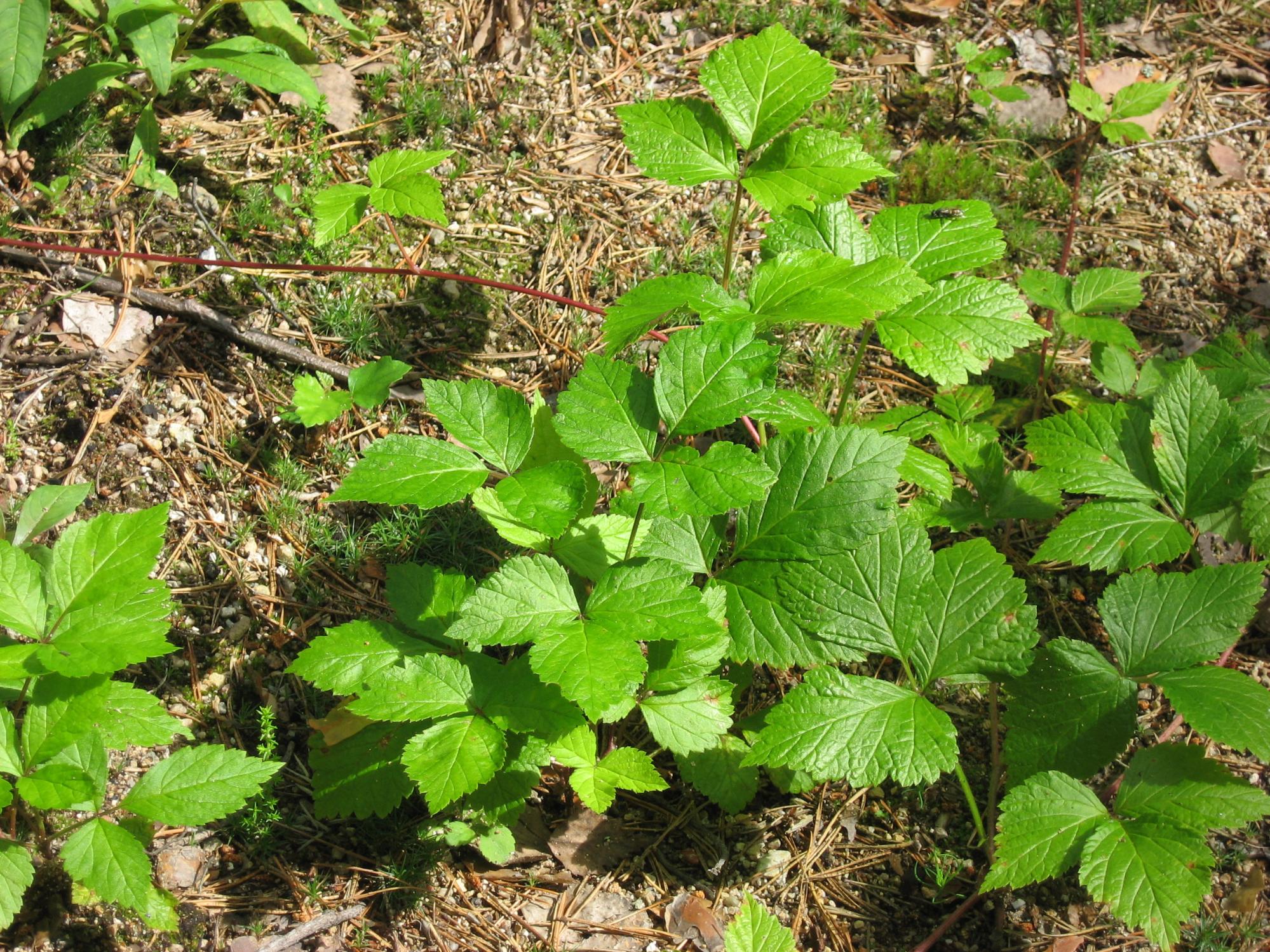Myllymäki